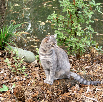  My little grey gardening cat. 