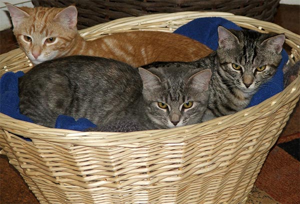  In their fireside cat basket. 