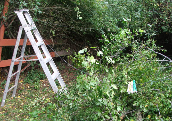  The yellow Banksia rose grows up this plum tree. Oops. 