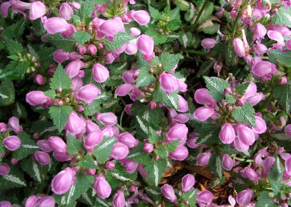  A pretty, yet humble, ground cover which flowers in spring. 