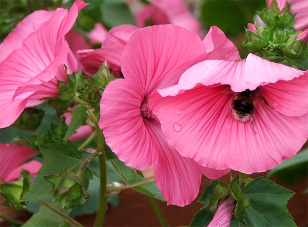  A beautiful bright pink annual. 