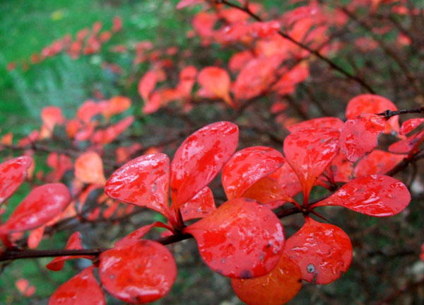  The last shrub to lose its leaves. 