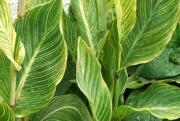  With the most beautiful stripes on their leaves. 