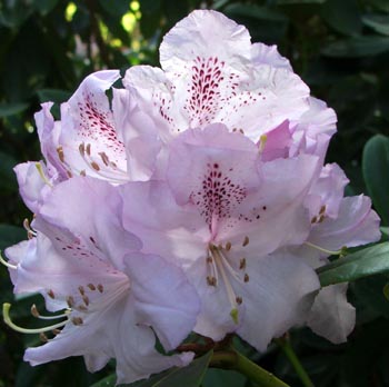  A rhododendron which claims to be blue flowering. 
