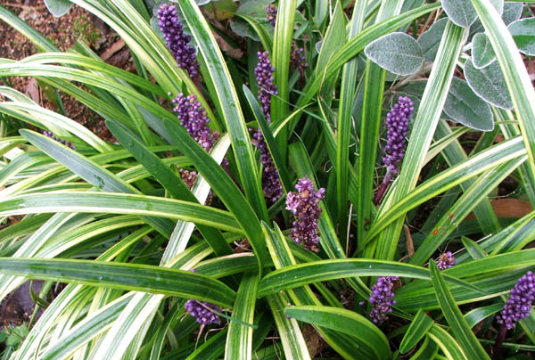  A pretty variegated variety. 