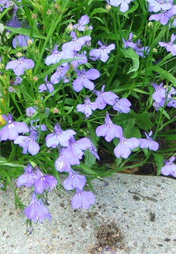  One of my most successful annual flowers raised this year. 