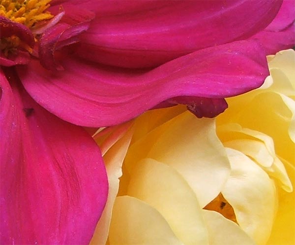  A dahlia and a Graham Thomas yellow rose. 