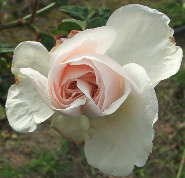  A beautiful rose bud. 