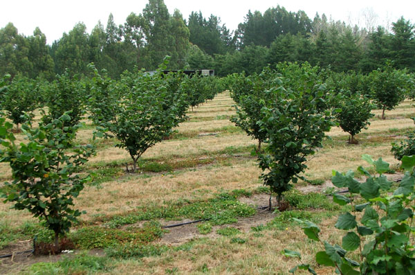  The Hazelnut Orchard 