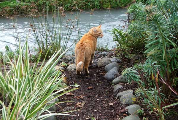  This is the first path leading to the waterside Dog-Path Seat. The cat is Percy. 