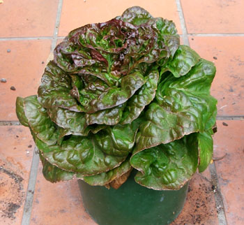 Successfully grown on the house patio this year. Successfully grown on the house patio this year.