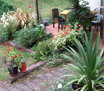  With pots of cordylines and red pelargoniums. 