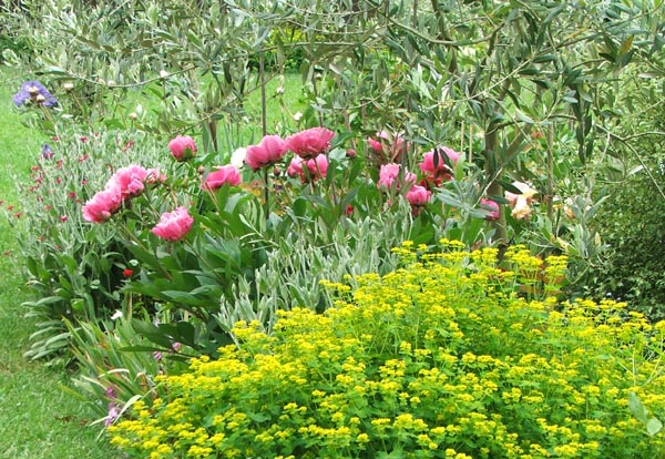  A pretty edging to a summer border. 