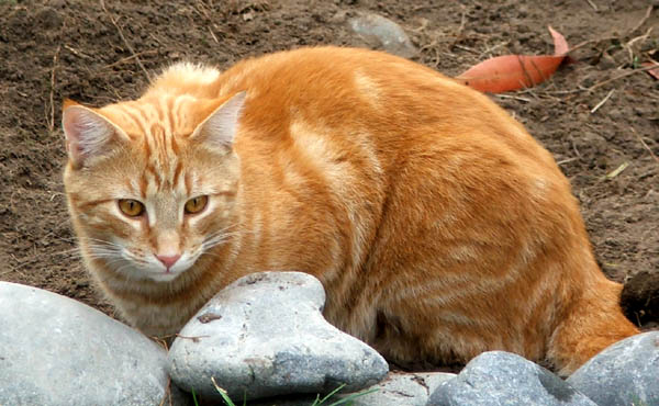  Playing up by the stone edge of the new shrubbery. 