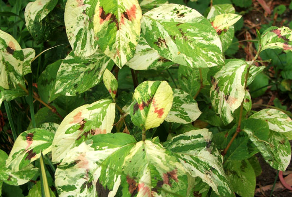  Possibly a Persicaria. 