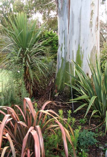  I love these spiky plants. 