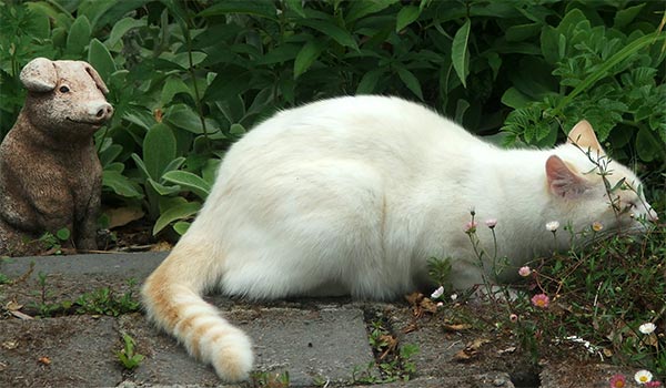  My lovely white cat. 