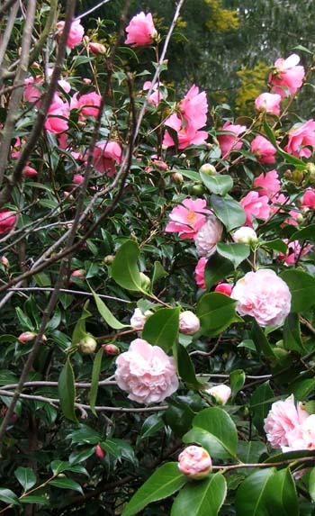  Two shrubs flowering side by side. 