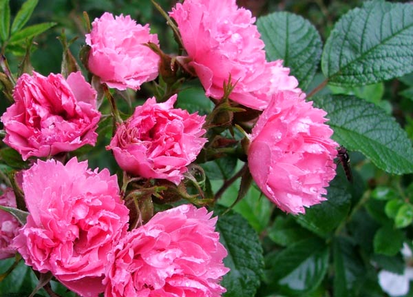  Quite a bright lolly pink. 