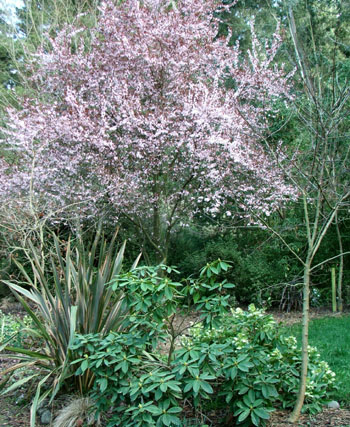  The first pink Prunus blossom. 