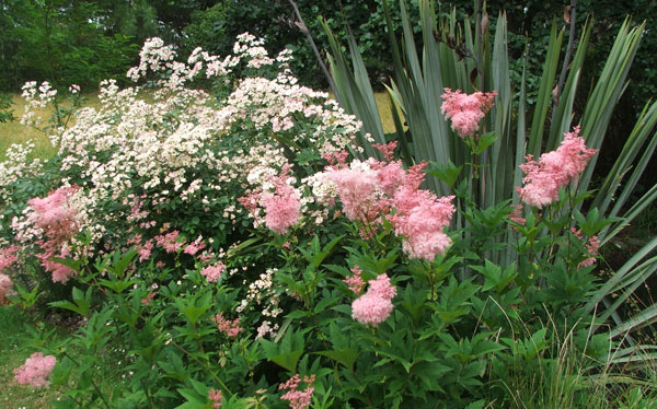  Flax and pretty pinkFilipendula. 