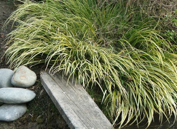  This is The Plank, the wobbly water crossing. 