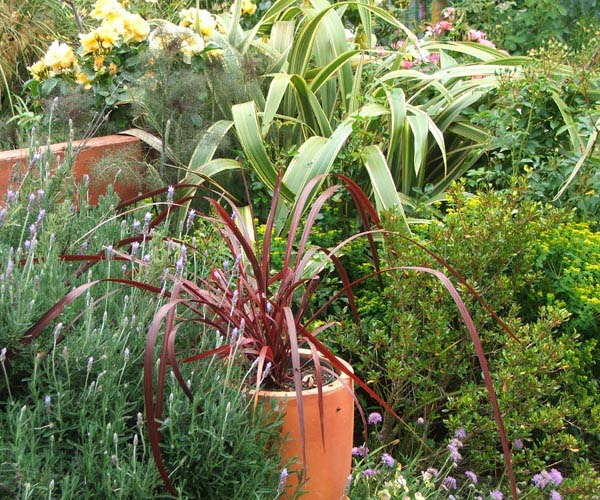  Cordyline, flax, and roses. 