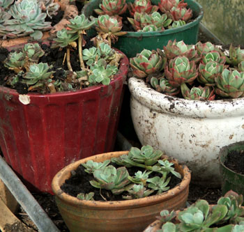  Pots and pots ready for spring. 