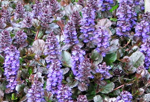  A lovely ground cover which is fast spreading. 