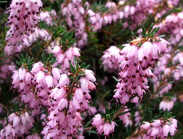  A late winter - or early spring - flowering shrub. 