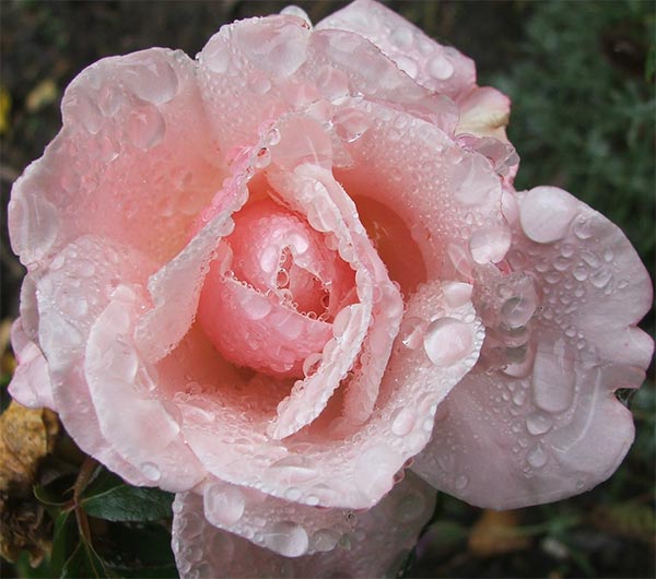  Still flowering in the Birthday Rose Garden 
