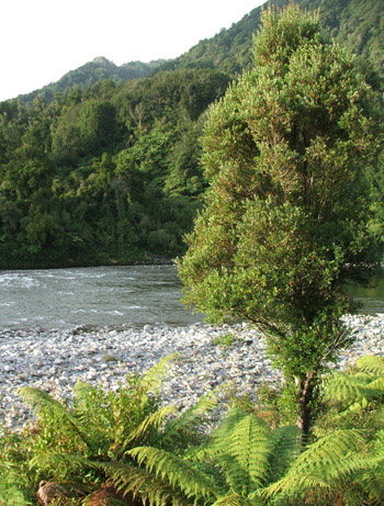  The Mokihinui River. 