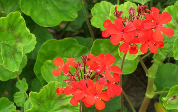  In my house patio pots. 