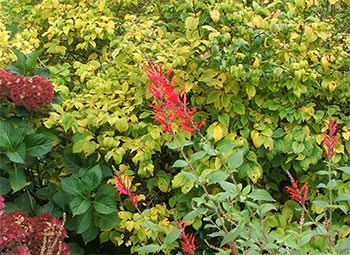  The scarlet salvias give beautiful autumn colour. 