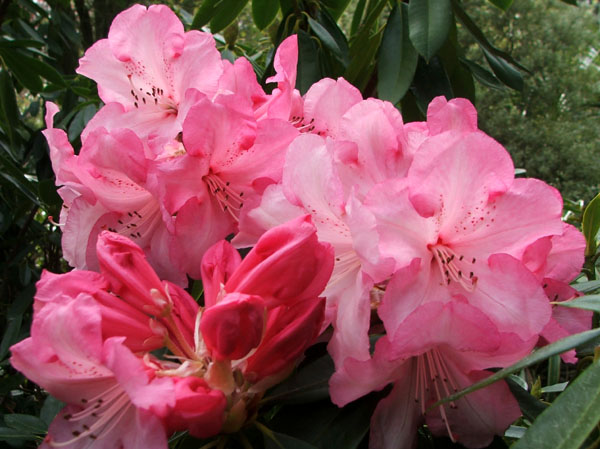 Big Rhododendron