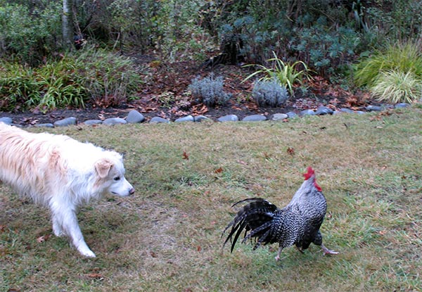  A wee scuffle between the rooster and Rusty the dog. 
