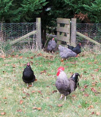  This is where the poultry are supposed to free range... 