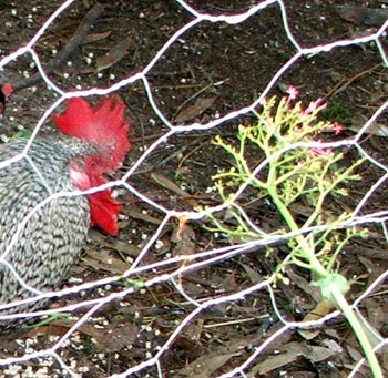  Back behind the netting. 