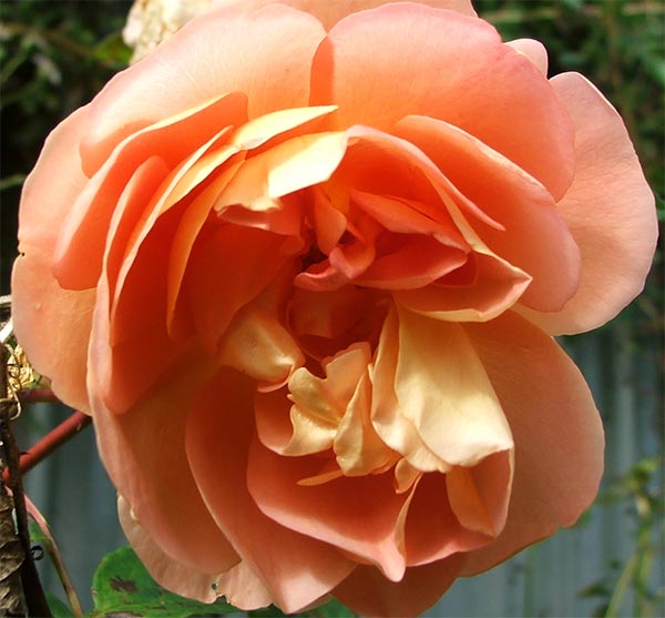  Still flowering in the back of the vegetable garden. 