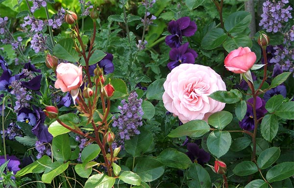  Pnk roses with blue annuals - a perfect pair! 