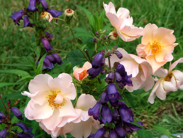  An unknown David Austin rose with Penstemons. 