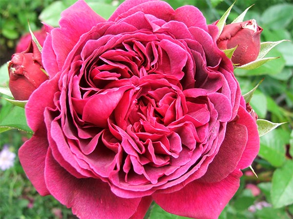 One of the roses in Lizas garden. 