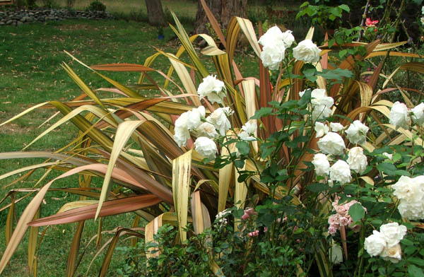  Growing with a friendly flax by the house. 