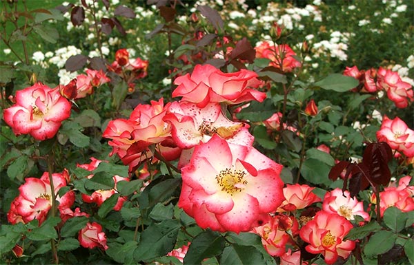  These are flowering in the Botanic Gardens. 