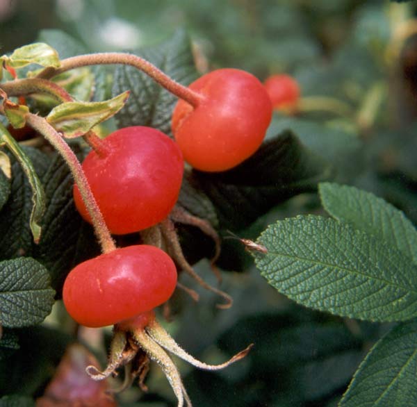  With bright red rose hips. 