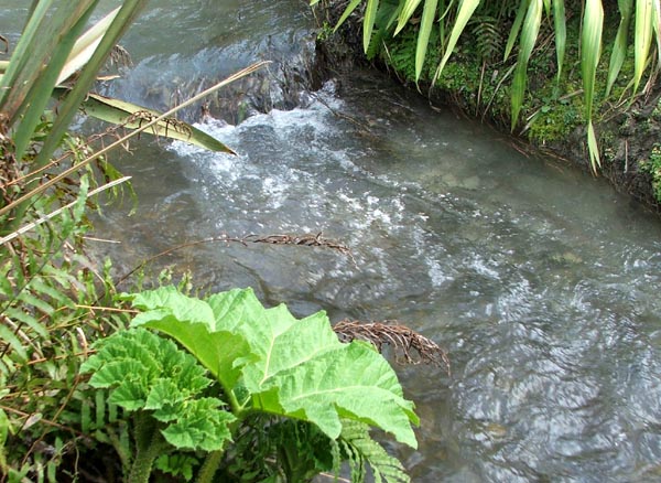  I love the sound of running water in the garden. 