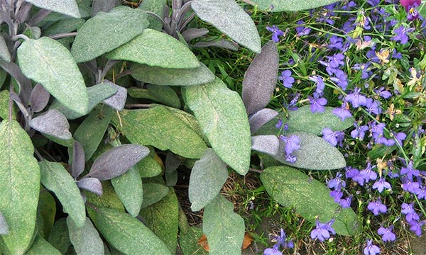  Two garden friends whose colours fit so well together. 