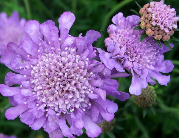  Such a pretty perennial for the front of the border. 