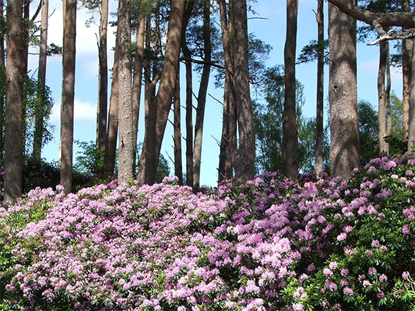  These grow everywhere in the Highlands. 