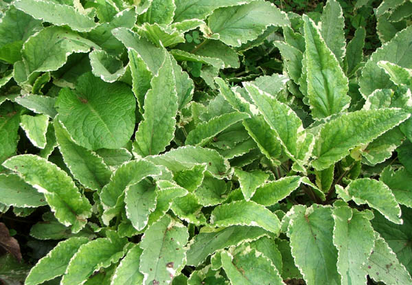  This perennial always looks neat and tidy in winter. 